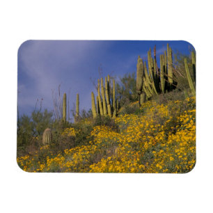 Nordamerika, USA, Arizona, Orgelpfeife Kaktus Magnet