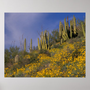 Nordamerika, USA, Arizona, Orgelpfeife Kaktus Poster