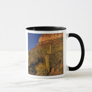 Nordamerika, USA, Arizona, Orgelpfeifenkaktus 2 Tasse