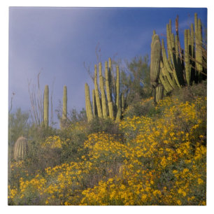 Nordamerika, USA, Arizona, Orgelpfeifenkaktus Fliese