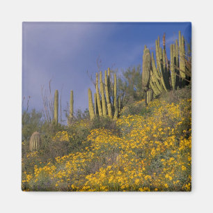 Nordamerika, USA, Arizona, Orgelpfeifenkaktus Magnet