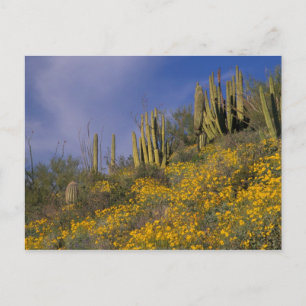 Nordamerika, USA, Arizona, Orgelpfeifenkaktus Postkarte