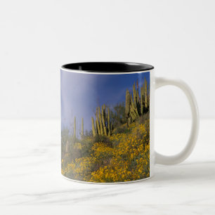 Nordamerika, USA, Arizona, Orgelpfeifenkaktus Zweifarbige Tasse