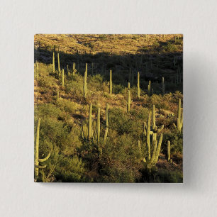 Nordamerika, USA, Arizona, Sonora-Wüste Button