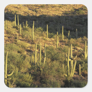 Nordamerika, USA, Arizona, Sonoran Desert Quadratischer Aufkleber