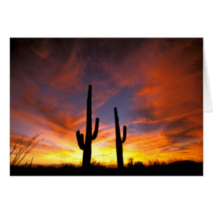 Nordamerika, USA, Arizona, Sonoran-Wüste.