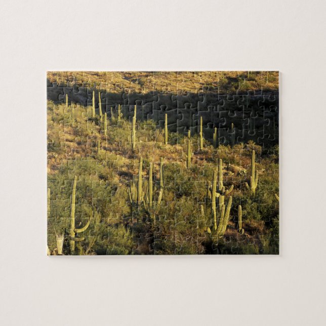 Nordamerika, USA, Arizona, Sonoran Wüste (Horizontal)