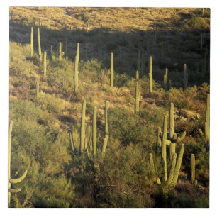 Nordamerika, USA, Arizona, Sonoran Wüste Fliese