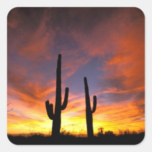 Nordamerika, USA, Arizona, Sonoran-Wüste. Quadratischer Aufkleber