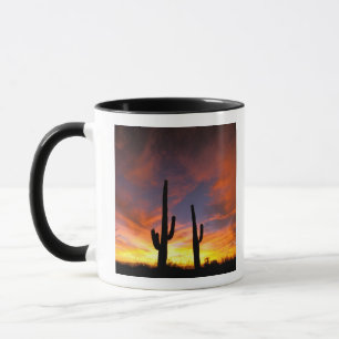 Nordamerika, USA, Arizona, Sonoran-Wüste. Tasse