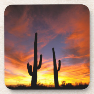 Nordamerika, USA, Arizona, Sonoran-Wüste. Untersetzer