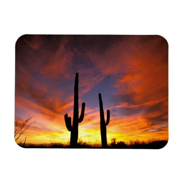 Nordamerika, USA, Arizona, Sonorische Wüste. Magnet (Horizontal)