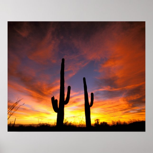 Nordamerika, USA, Arizona, Sonorische Wüste. Poster (Vorne)