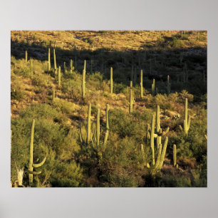 Nordamerika, USA, Arizona, Sonorische Wüste Poster