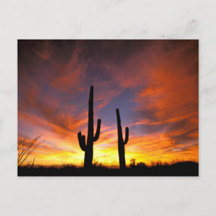 Nordamerika, USA, Arizona, Sonorische Wüste. Postkarte