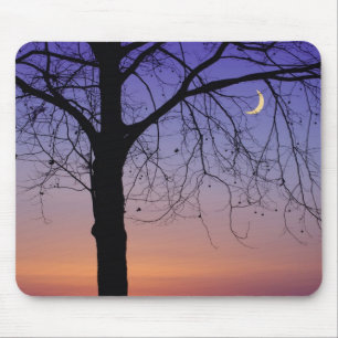 Nordamerika, USA, Florida, Mt. Dora, die Mousepad
