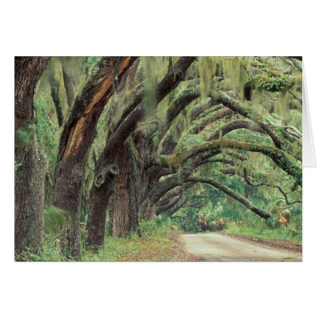 Nordamerika, USA, Georgien, Cumberland 2 (Vorderseite (Horizontal))