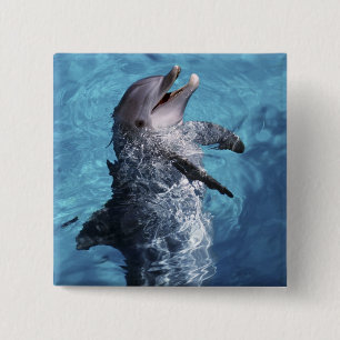 Nordamerika, USA, Hawaii. Delfin Button