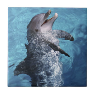 Nordamerika, USA, Hawaii. Delfin Fliese