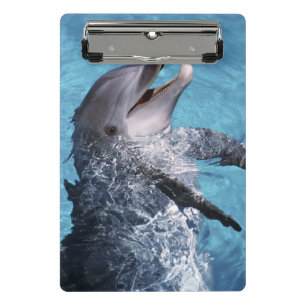 Nordamerika, USA, Hawaii. Delfin Mini Klemmbrett