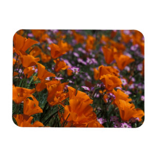 Nordamerika, USA, Kalifornien, Antelope Valley, 2 Magnet