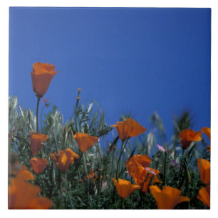 Nordamerika, USA, Kalifornien, Antelope Valley, 3 Fliese