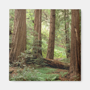 Nordamerika, USA, Kalifornien, Big Sur, Magnet