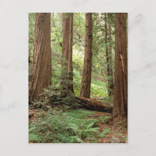 Nordamerika, USA, Kalifornien, Big Sur, Postkarte