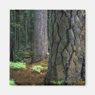 Nordamerika, USA, Kalifornien, Yosemite Magnet