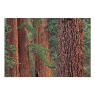 Nordamerika, USA, Kalifornien, Yosemite NP, 2 Fotodruck