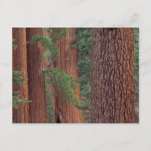 Nordamerika, USA, Kalifornien, Yosemite NP, Postkarte