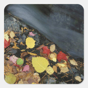 Nordamerika, USA, ME, Ein Bach im Herbst. Quadratischer Aufkleber