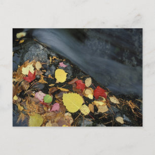 Nordamerika, USA, ME, Ein Strom im Herbst. Postkarte