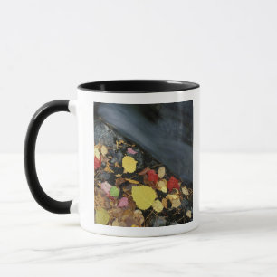 Nordamerika, USA, ME, Ein Strom im Herbst. Tasse
