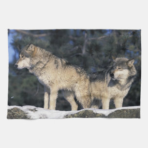 Nordamerika, USA, Minnesota. Wolf Canis 2 Geschirrtuch