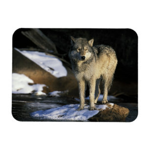 Nordamerika, USA, Minnesota. Wolf (Canis Magnet