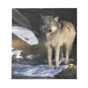 Nordamerika, USA, Minnesota. Wolf (Canis Notizblock