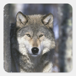 Nordamerika, USA, Minnesota. Wolf Canis Quadratischer Aufkleber
