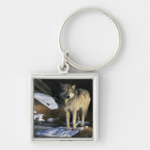 Nordamerika, USA, Minnesota. Wolf (Canis Schlüsselanhänger