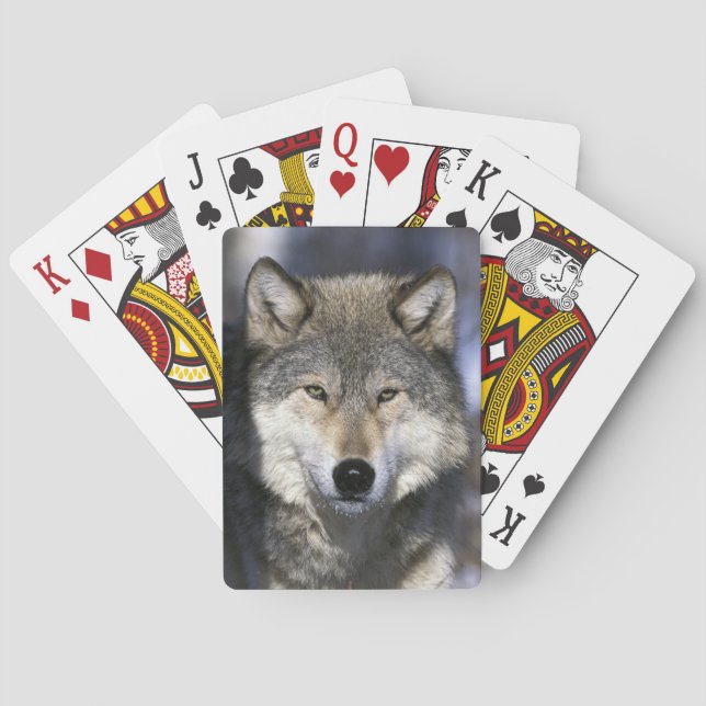 Nordamerika, USA, Minnesota. WolfCanis Spielkarten (Rückseite)