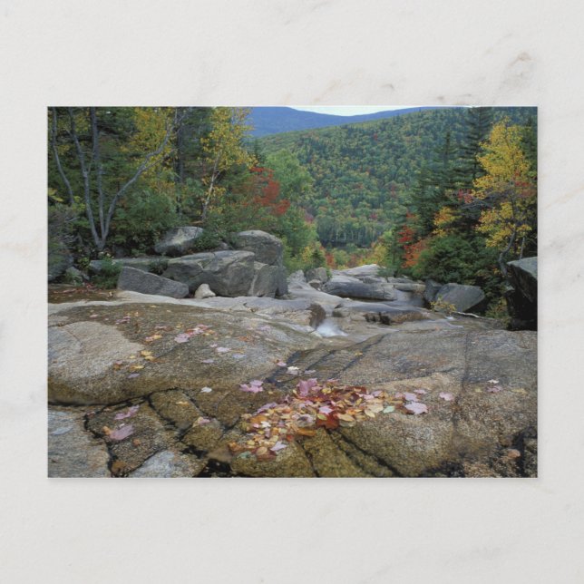Nordamerika, USA, NH, Fall Foliage in New Postkarte (Vorderseite)