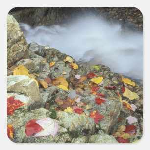 Nordamerika, USA, NH, Fall in Neuengland. Quadratischer Aufkleber