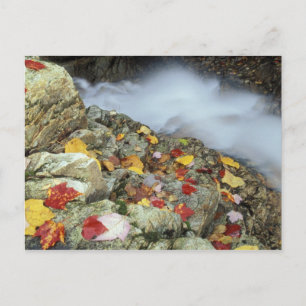 Nordamerika, USA, NH, Herbst in Neuengland. Postkarte