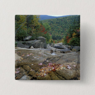 Nordamerika, USA, NH, Herbstfolien in New York Button