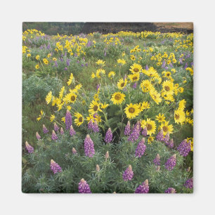 Nordamerika, USA, Oregon, Columbia River Magnet