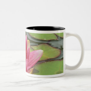 Nordamerika, USA, WA, Seattle, Woodland Park Zweifarbige Tasse
