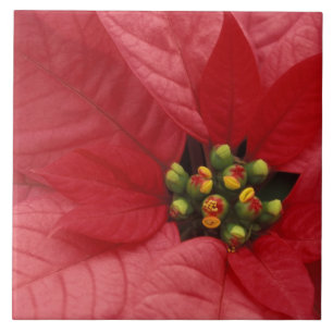 Nordamerika, USA, WA, Woodinville, Red 2 Fliese
