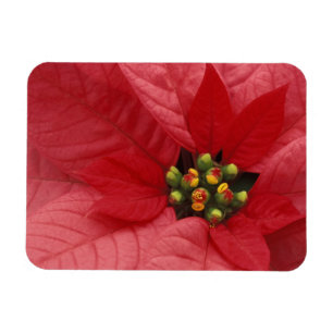 Nordamerika, USA, WA, Woodinville, Rot 2 Magnet