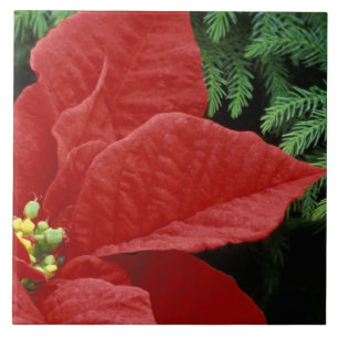 Nordamerika, USA, WA, Woodinville, Rot Fliese