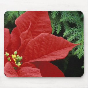 Nordamerika, USA, WA, Woodinville, Rot Mousepad
